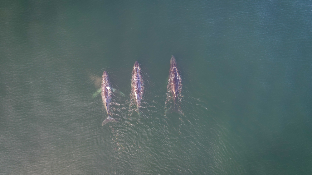 Observed by drone, two males flank a female Arabian Sea humpback whale during thebreeding season in the Gulf of Masirah Observed by drone, two males flank a female Arabian Sea humpback whale during thebreeding season in the Gulf of Masirah